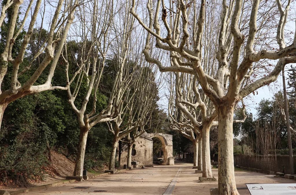 Les Alyscamps, Arles: Roman Necropolis Visitor Guide