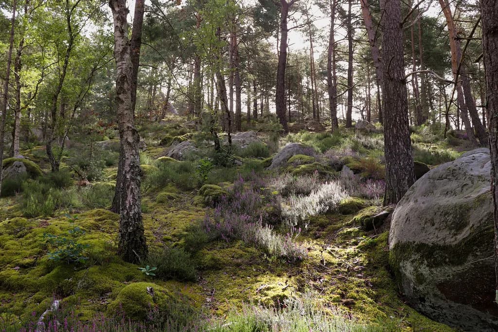 Forêt de Fontainebleau Guide: Forest and Climbing Trails