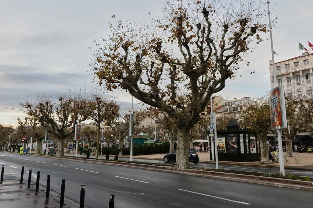 La Croisette, Cannes: What to See on the Seafront Promenade