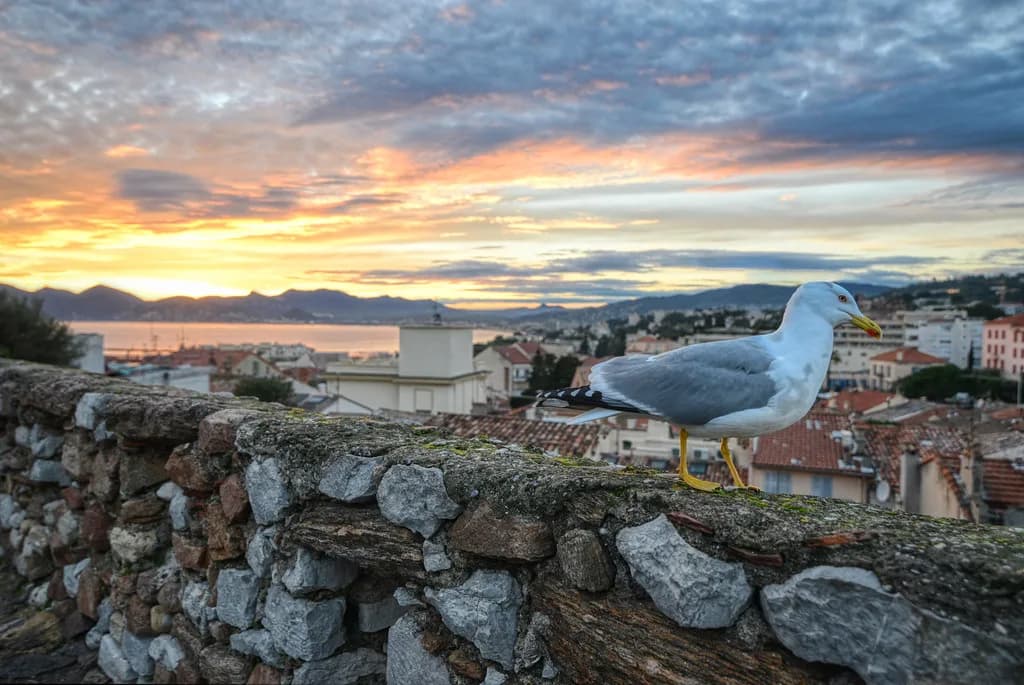 Le Suquet, Cannes: A Visitor's Guide to the Old Town Hill