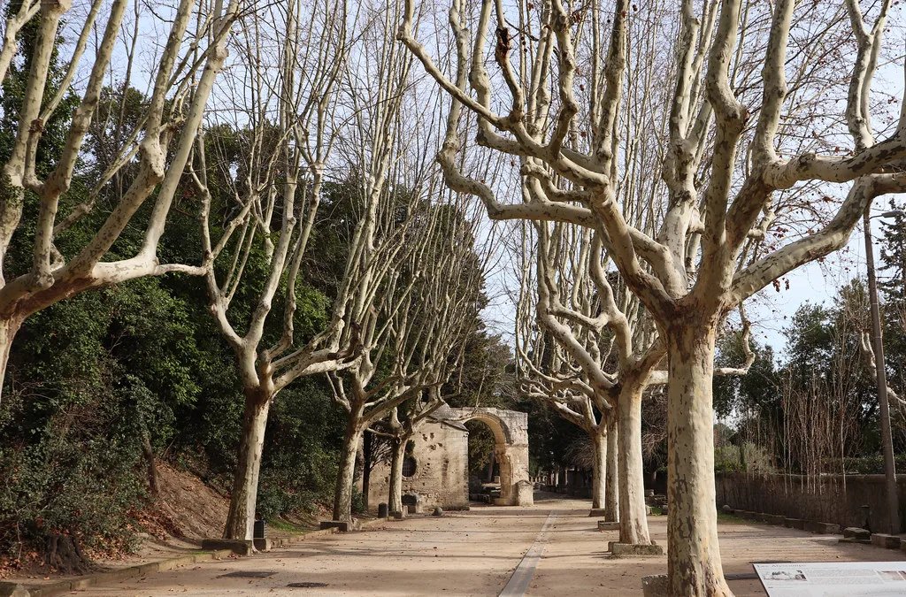 Venue view: the tree-lined allée des Alyscamps in Arles, bordered by sarcophagi and chapels leading toward the Roman necropolis. Resized and converted to WebP.