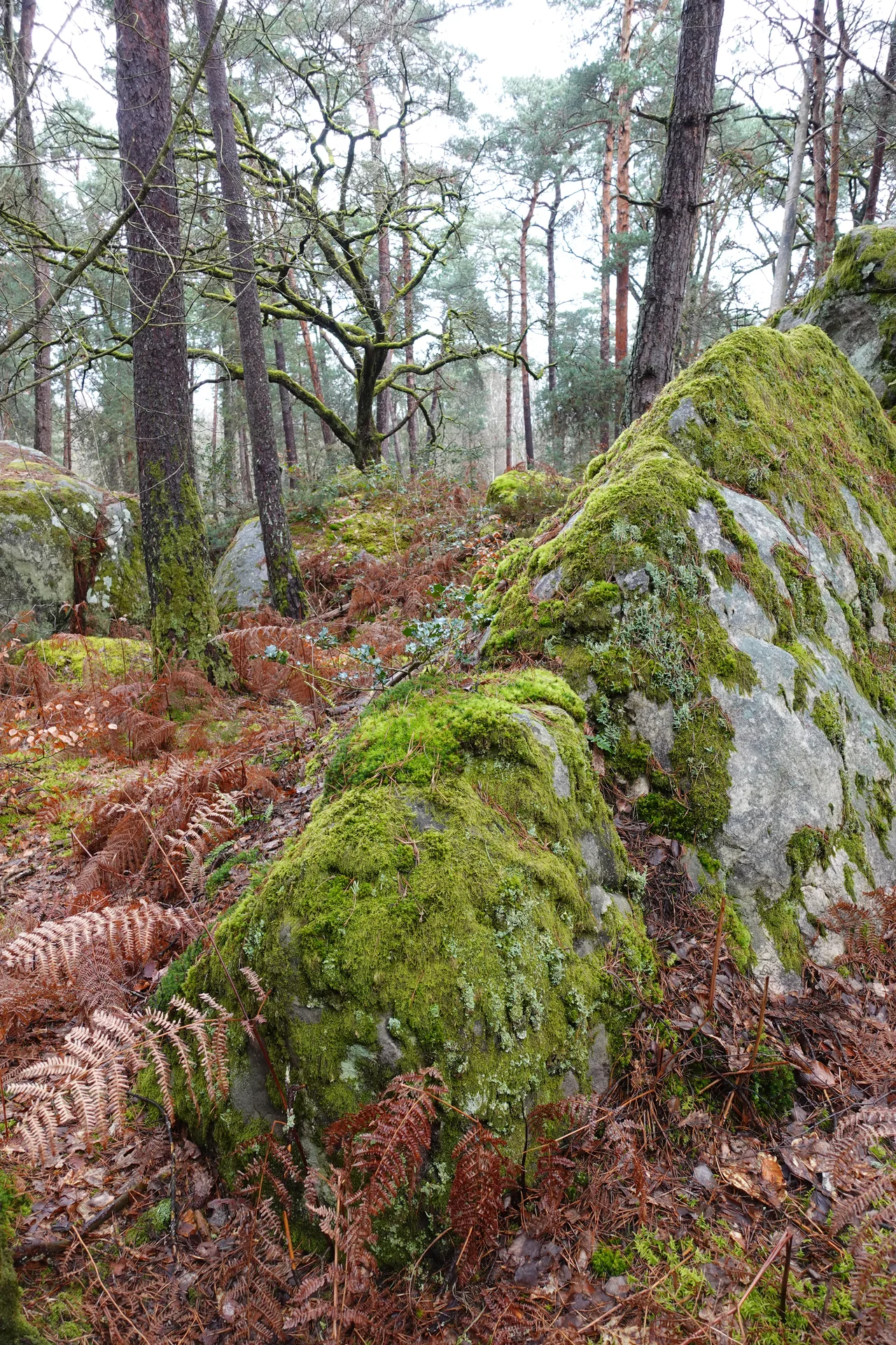 Forêt de Fontainebleau