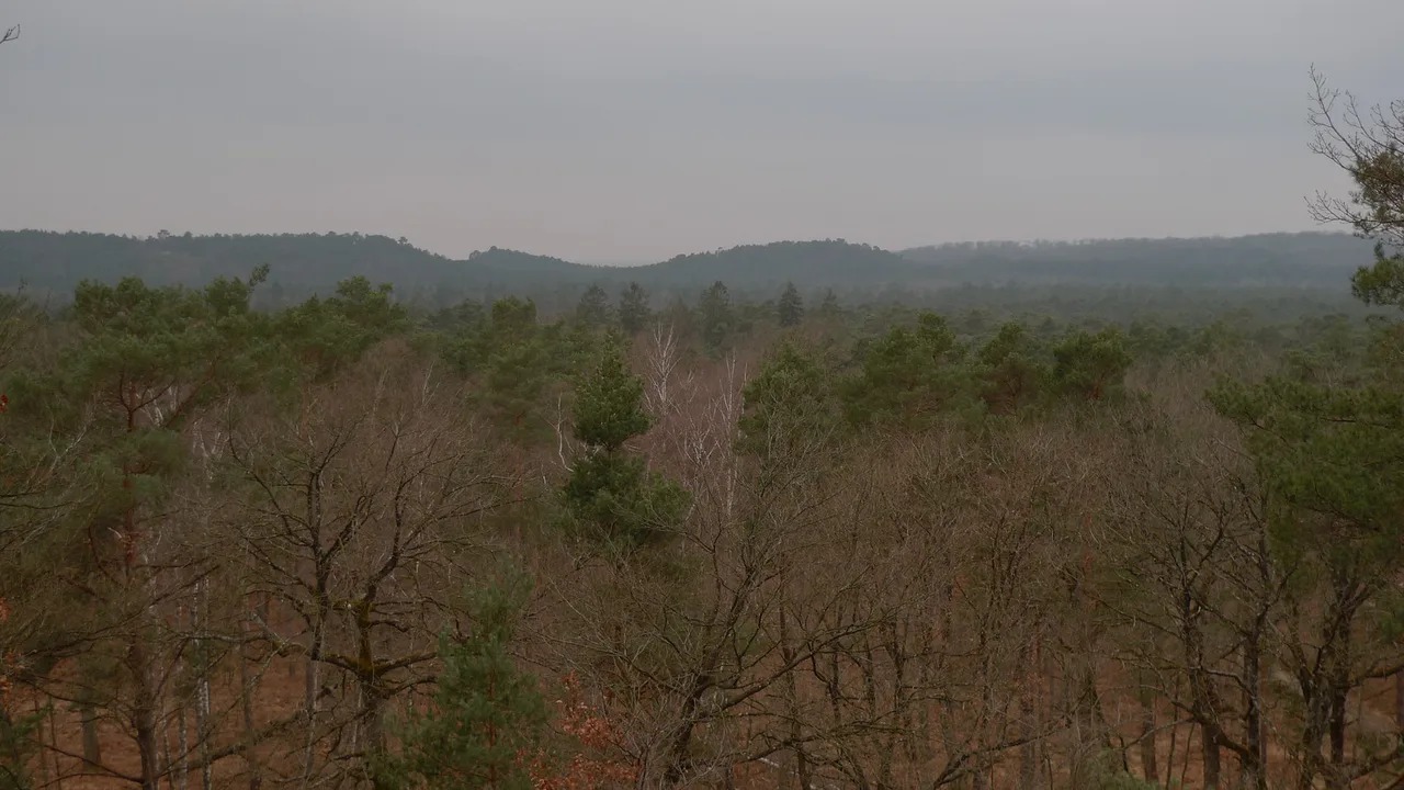foret de fontainebleau