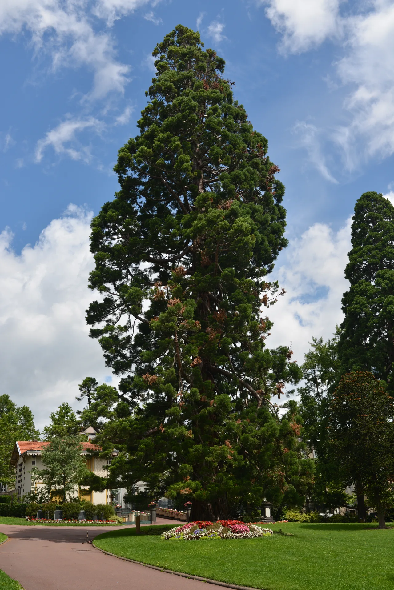 Sequoia au jardin Lecoq à Clermont-Ferrand