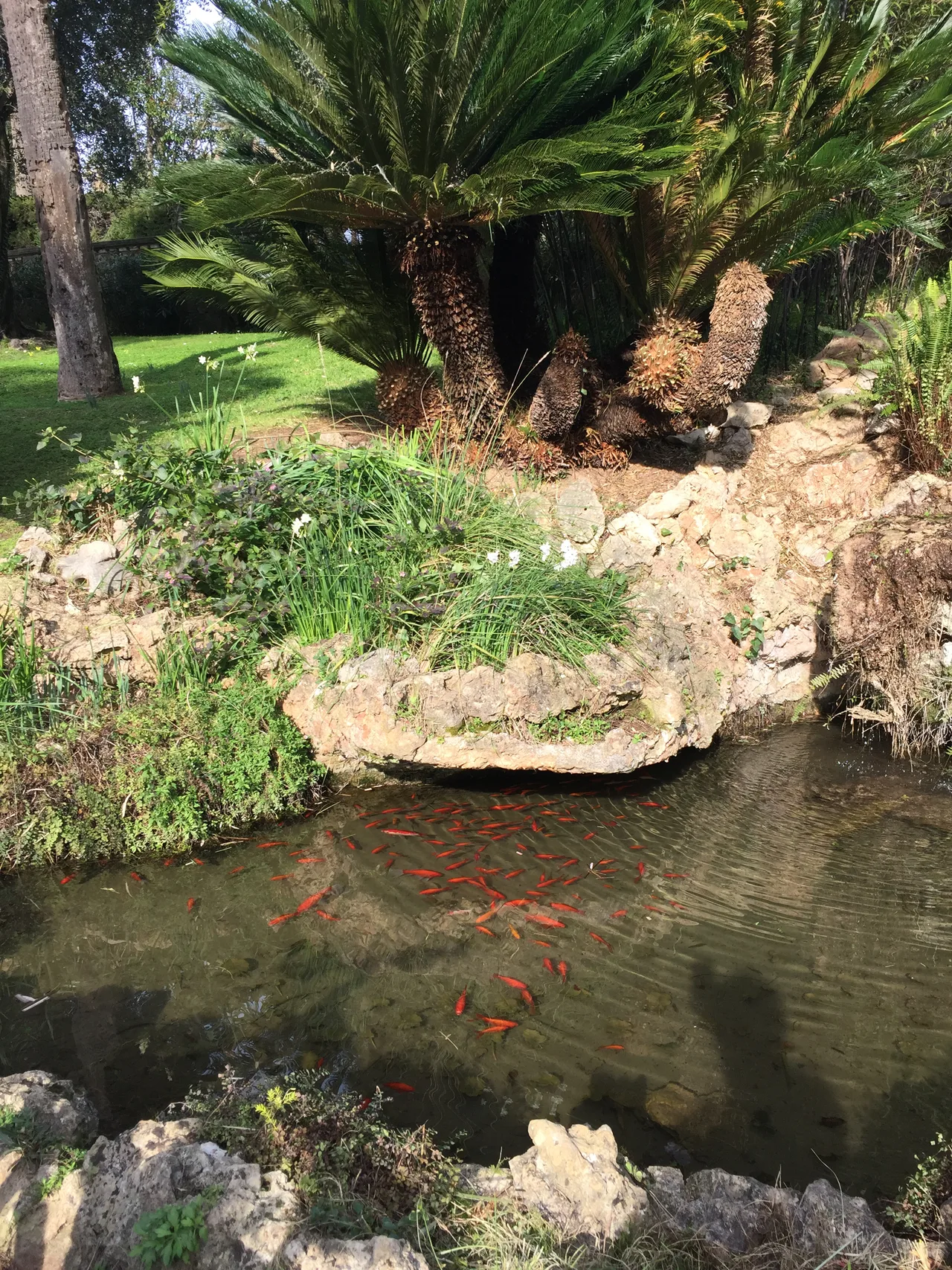 Jardin de la villa Noailles, Cannes