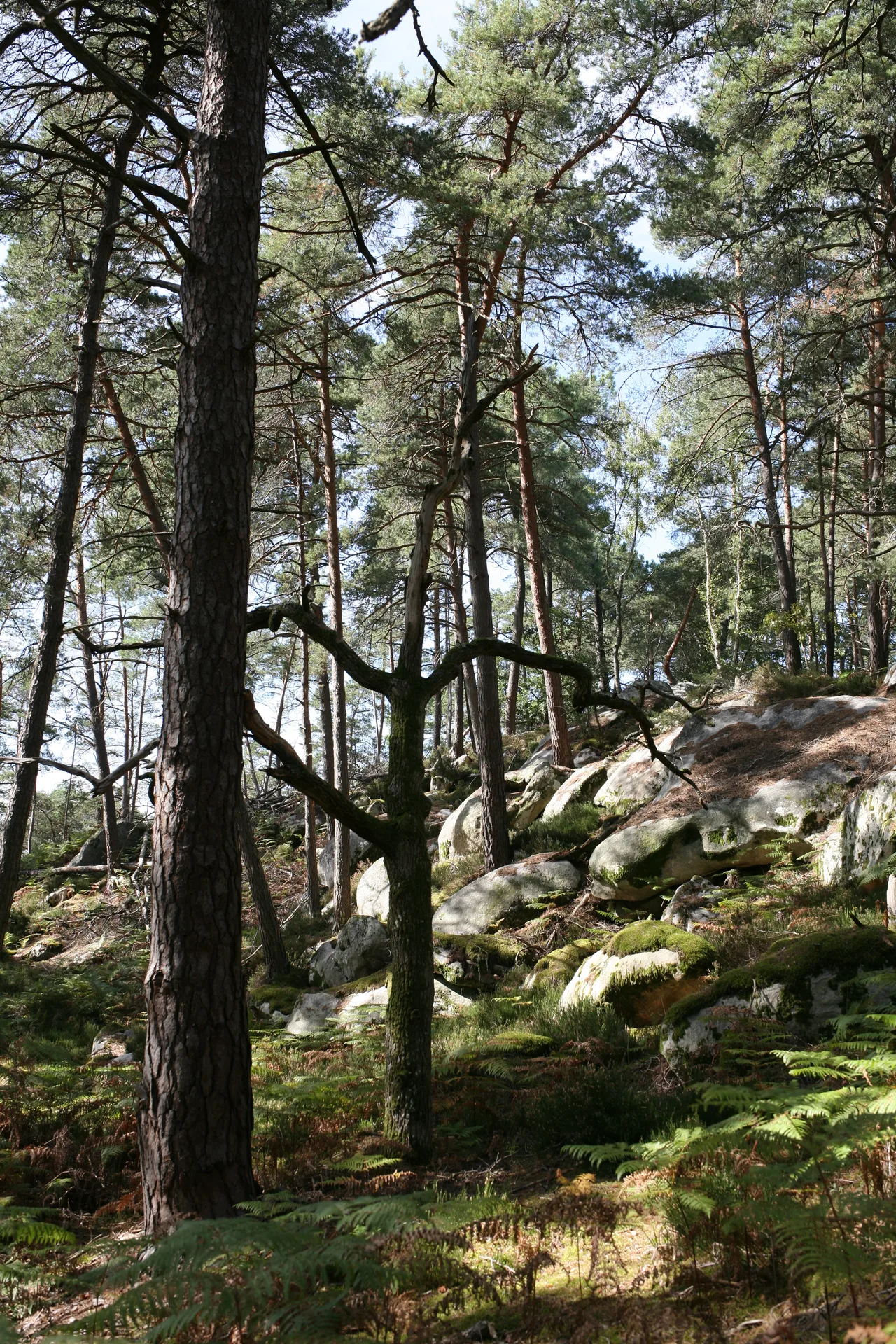 Forêt de Fontainebleau