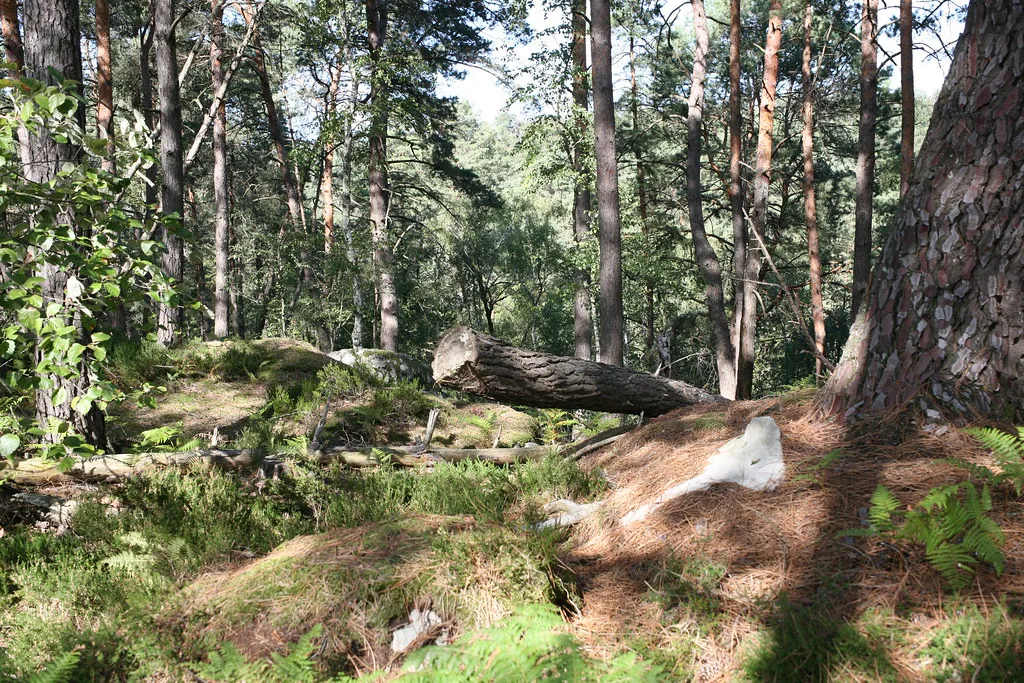 Forêt de Fontainebleau