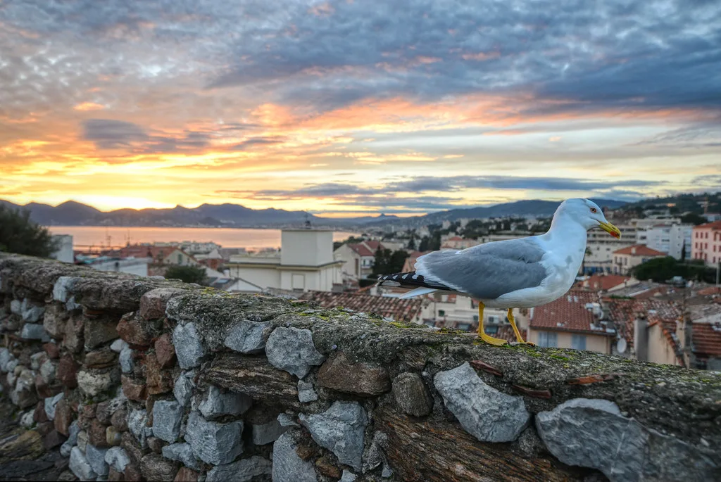 Destination view: Cannes, France. Resized and converted to WebP.