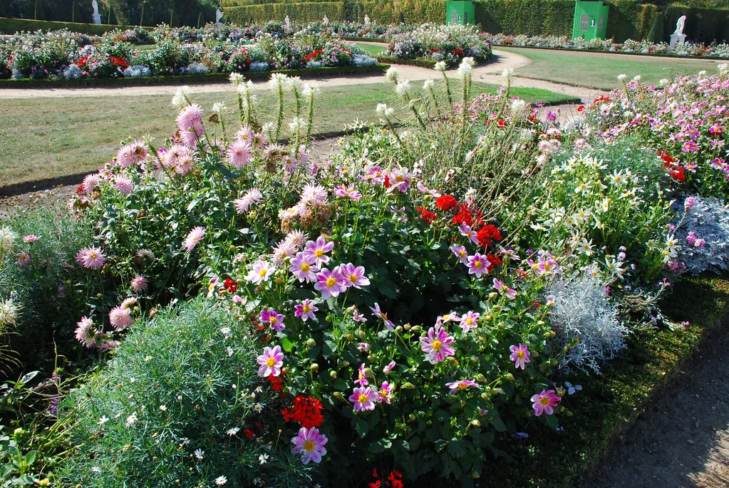 Flowers at Versailles