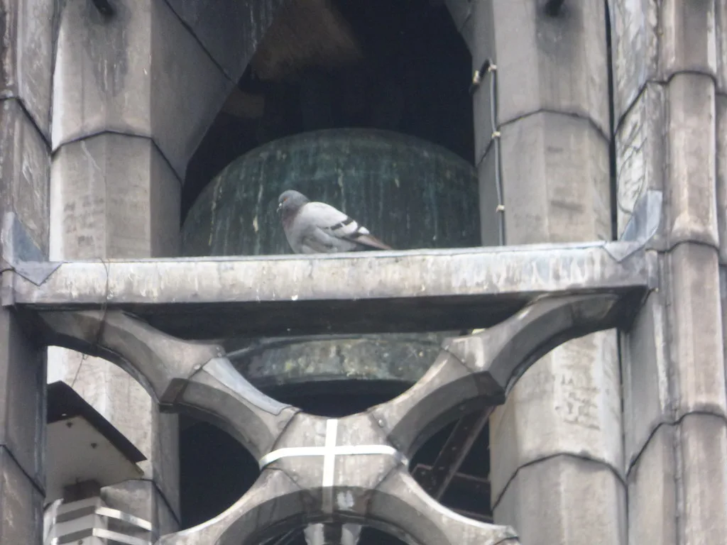 Place Monge, Beaune - Tour de l'horloge de Beaune - pigeon near the bells