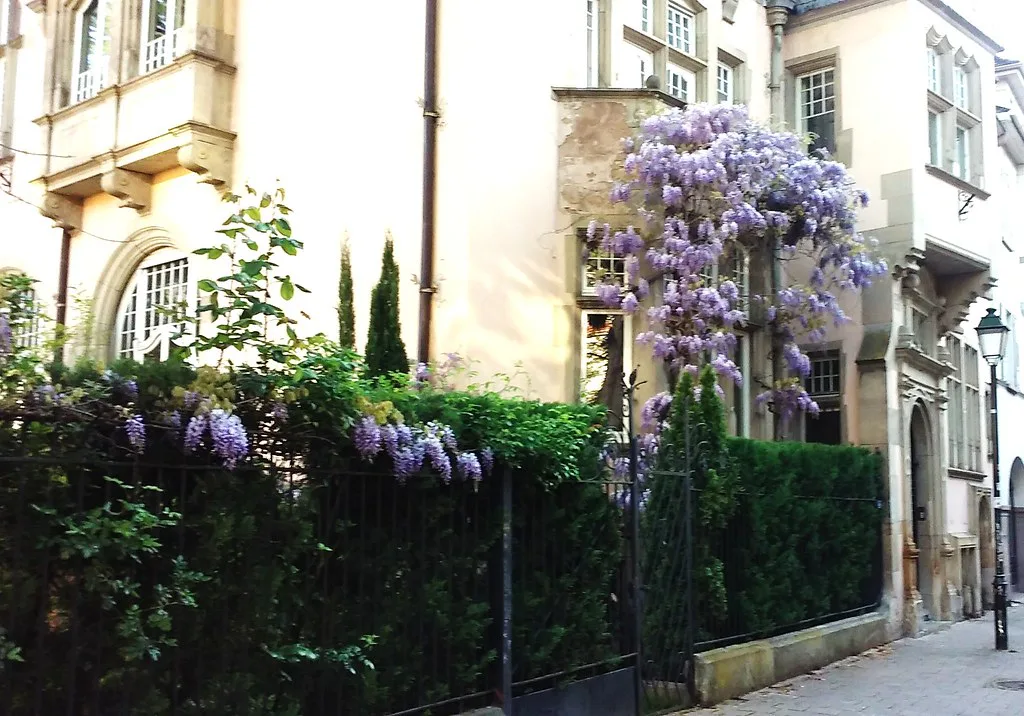 flowerssss, Strasbourg
