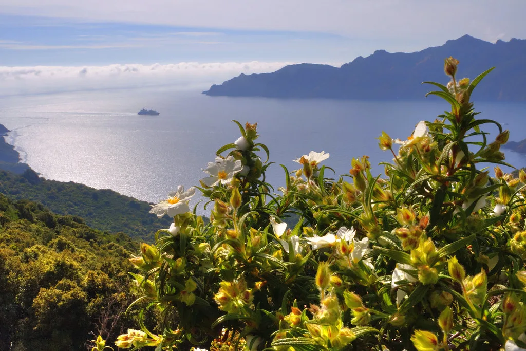 Mediterranean perfume, Calvi